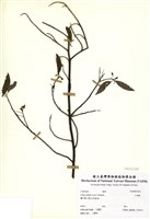 藏品(山胡椒)的圖片